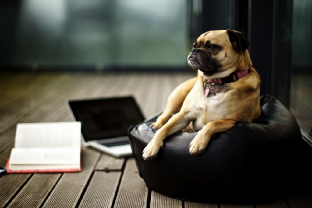 chien-en-entreprise-reduit-le-stress