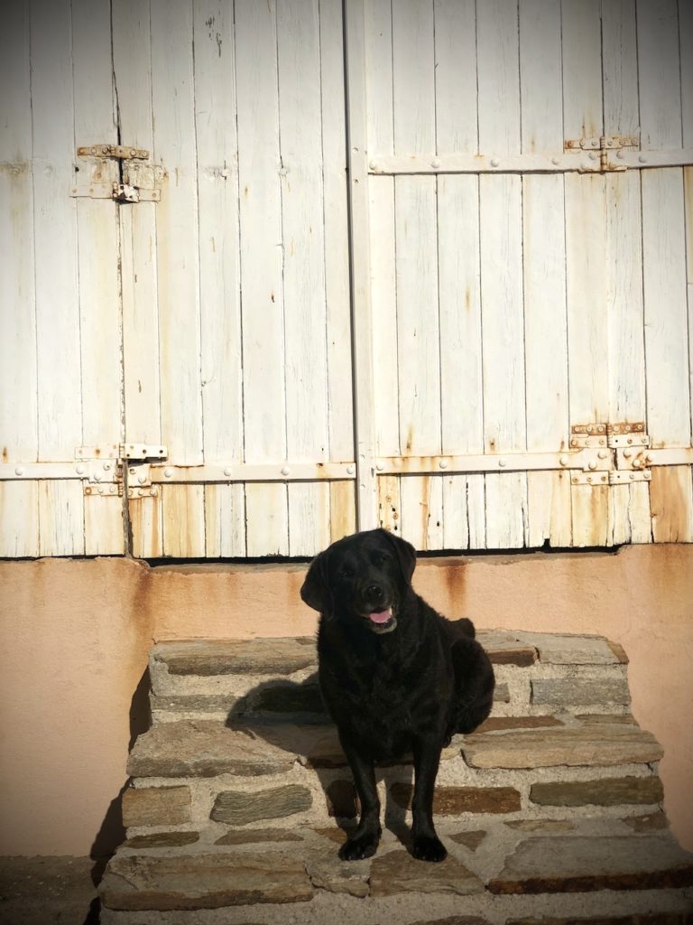 Charlie the blacklab